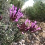 Thymus longiflorus Leaf