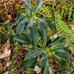 Daphne laureola Hoja