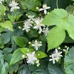 Clematis vitalbaFlower