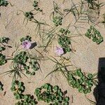 Calystegia soldanella Flor