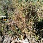 Brachypodium retusum Blad