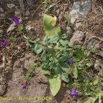 Echium bonnetii Habitus