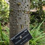 Dacrydium cupressinum Bark