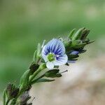 Veronica serpyllifolia Цвят