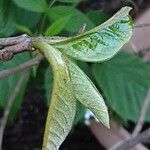 Asimina triloba Blad