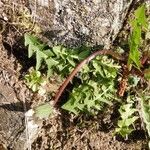 Taraxacum braun-blanquetii Flower