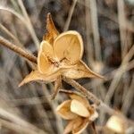 Helianthemum ledifolium Fruit