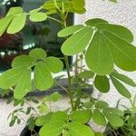 Cassia obtusifolia Leaf