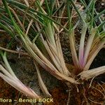 Festuca pallens Habitus