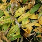 Polygonatum biflorum Blad