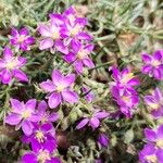 Spergula purpurea Квітка