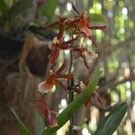 Oncidium crocidipterumBlüte