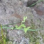 Hypericum mutilum Leaf