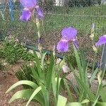 Iris sanguinea Flower