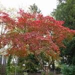 Acer japonicum 整株植物