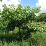 Cordia alliodora Hábito