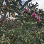 Cylindropuntia imbricata 樹皮