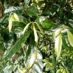 Coffea arabica পাতা