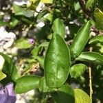 Brunfelsia uniflora Leaf