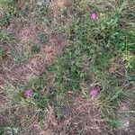 Centaurea decipiens Flower