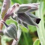 Nonea vesicaria Floare