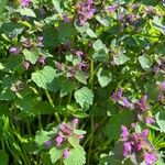 Lamium purpureumFlower