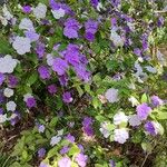 Brunfelsia latifolia Habit