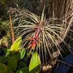 Tillandsia fasciculata Yeri