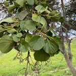 Cordia myxa Leaf