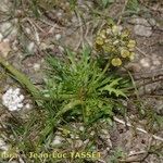 Teesdalia coronopifolia عادت داشتن