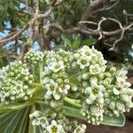 Heliotropium arboreum Blüte