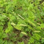 Carex cherokeensis Hábito