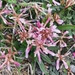 Astragalus monspessulanus Kvet