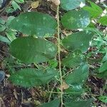 Chrysophyllum oliviforme Leaf