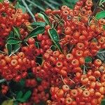 Pyracantha crenulata Fruto