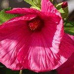 Hibiscus moscheutos Flor