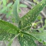 Caperonia palustris पत्ता
