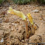 Orobanche fasciculata عادت