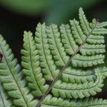 Dryopteris crassirhizoma List