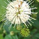 Cephalanthus occidentalis Кветка