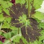 Geranium phaeum Leaf