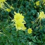 Aquilegia chrysantha Flor
