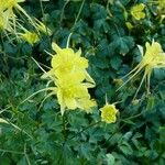 Aquilegia chrysantha Blüte