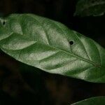 Siparuna decipiens Yaprak