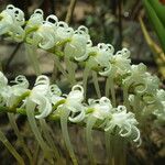 Cyrtorchis ringens Flower