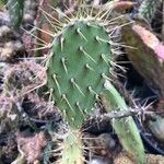 Opuntia littoralis Lapas