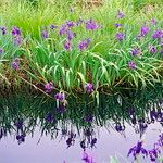 Iris laevigata Άλλα
