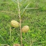 Gomphocarpus fruticosus Fruit