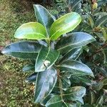 Viburnum odoratissimum Blad