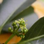Elaeodendron curtipendulum Flor